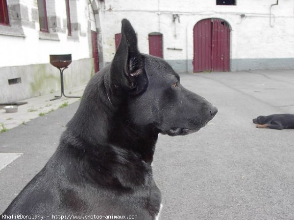 Photo de Croisement