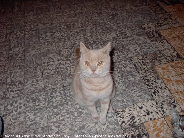 Photo de British shorthair