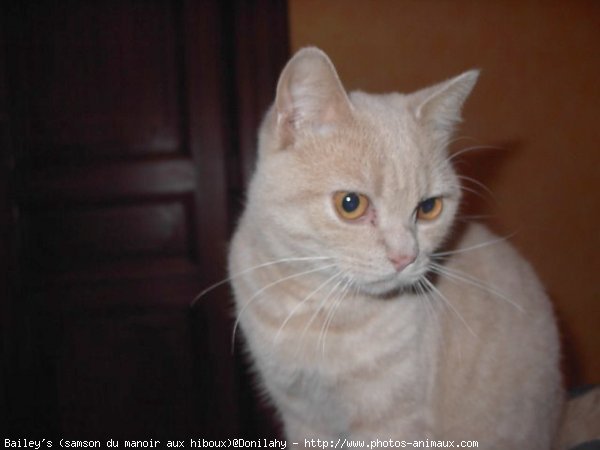 Photo de British shorthair