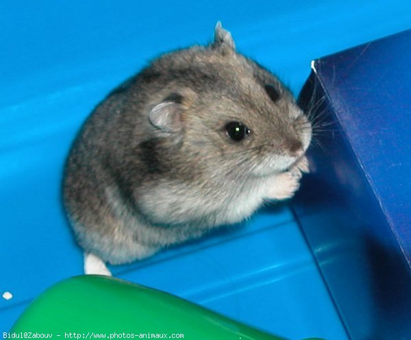 Photo de Hamster