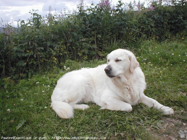 Photo de Golden retriever