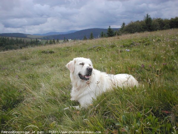 Photo de Golden retriever