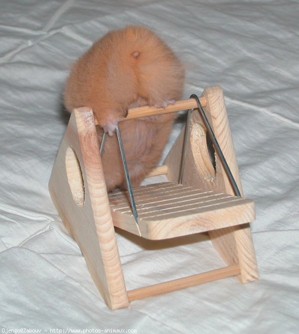 Photo de Hamster