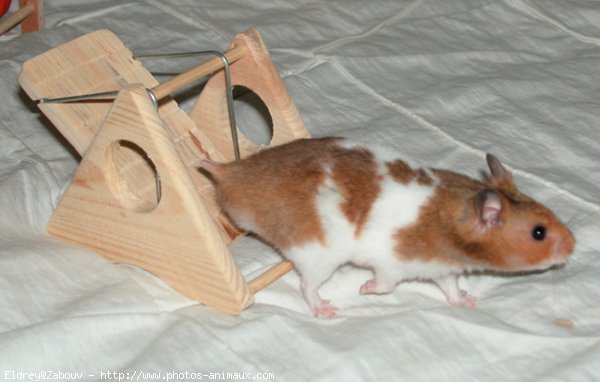 Photo de Hamster