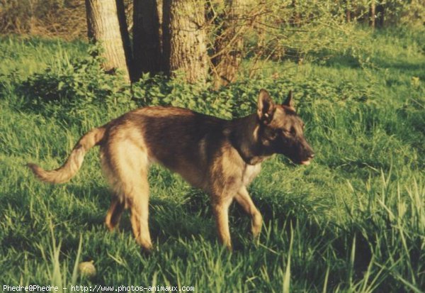 Photo de Berger belge malinois