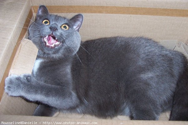 Photo de Chartreux