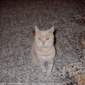 Photo de British shorthair