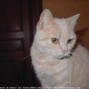 Photo de British shorthair