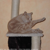 Photo de British shorthair