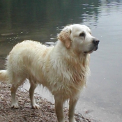 Photo de Golden retriever