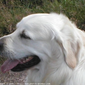 Photo de Golden retriever