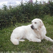 Photo de Golden retriever