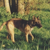 Photo de Berger belge malinois