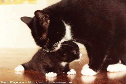 Photo de Chat domestique