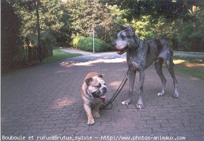 Photo de Races diffrentes