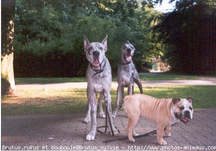 Photo de Races diffrentes