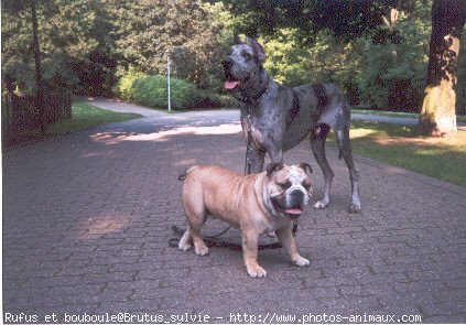 Photo de Races diffrentes