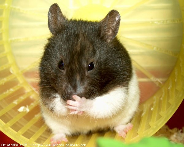 Photo de Hamster