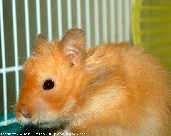 Photo de Hamster