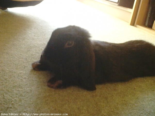 Photo de Lapin