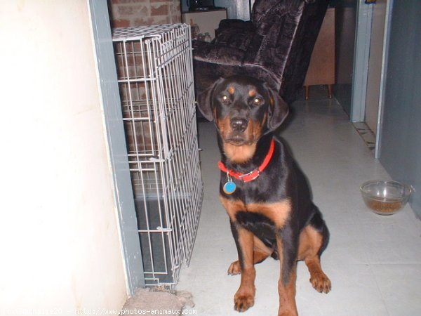 Photo de Rottweiler