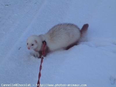 Photo de Furet