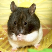 Photo de Hamster