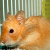 Photo de Hamster