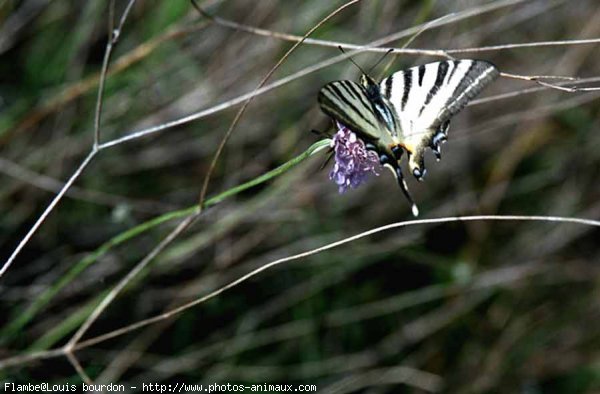 Photo de Papillon