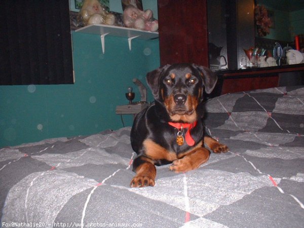 Photo de Rottweiler