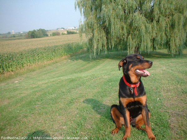 Photo de Rottweiler