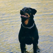 Photo de Rottweiler