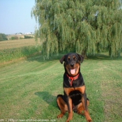 Photo de Rottweiler