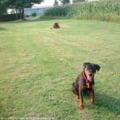 Photo de Rottweiler