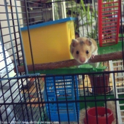 Photo de Hamster