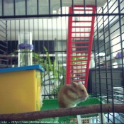 Photo de Hamster