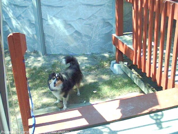 Photo de Chien de berger des shetland