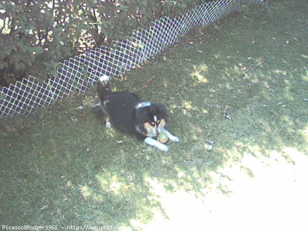 Photo de Chien de berger des shetland