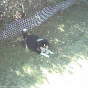 Photo de Chien de berger des shetland