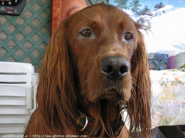 Photo de Setter irlandais rouge