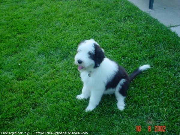 Photo de Bearded collie