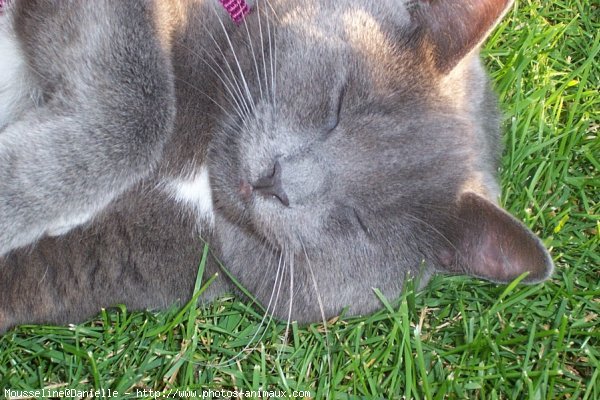 Photo de Chartreux