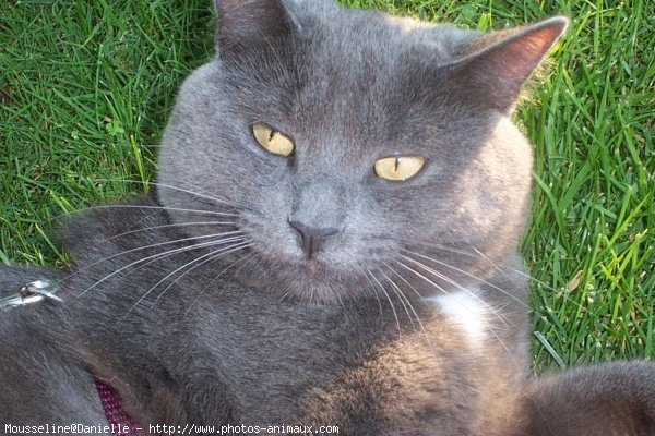 Photo de Chartreux