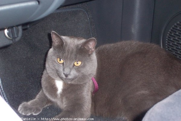 Photo de Chartreux