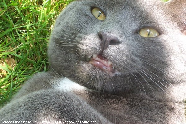 Photo de Chartreux