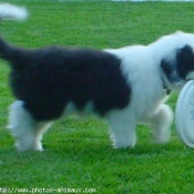 Photo de Bearded collie