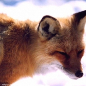 Photo de Renard