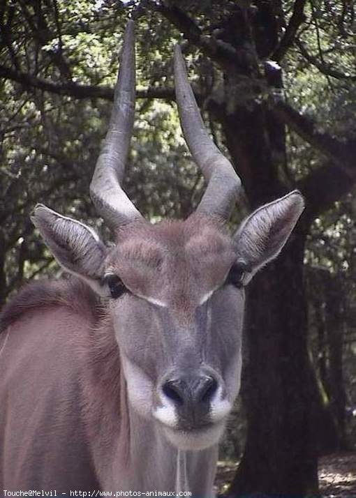 Photo d'Antilope