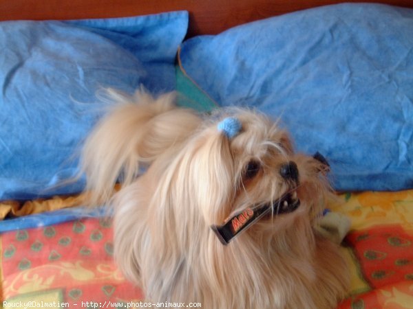 Photo de Shih tzu