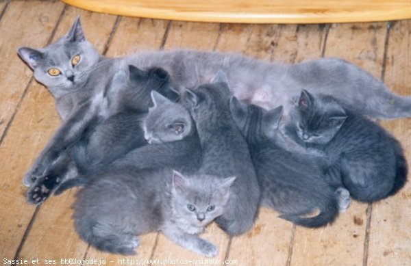 Photo de Chartreux